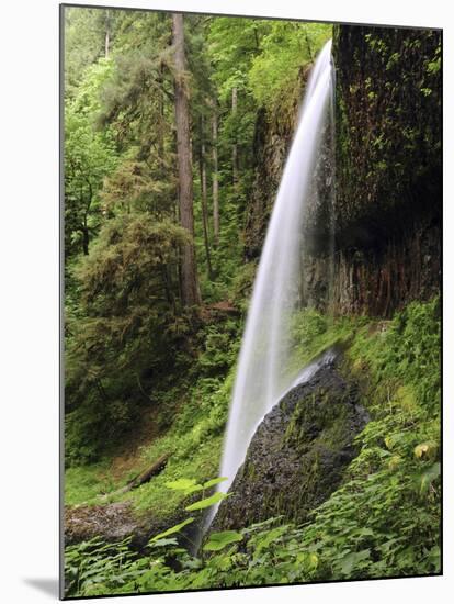 North Falls, Silver Falls State Park, Oregon, USA-Michel Hersen-Mounted Premium Photographic Print