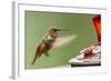North Fork Flathead River. Calliope Hummingbird in Hover-Michael Qualls-Framed Photographic Print