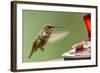 North Fork Flathead River. Calliope Hummingbird in Hover-Michael Qualls-Framed Photographic Print