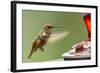 North Fork Flathead River. Calliope Hummingbird in Hover-Michael Qualls-Framed Photographic Print