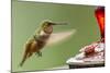 North Fork Flathead River. Calliope Hummingbird in Hover-Michael Qualls-Mounted Photographic Print