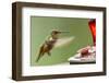 North Fork Flathead River. Calliope Hummingbird in Hover-Michael Qualls-Framed Photographic Print