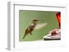 North Fork Flathead River. Calliope Hummingbird in Hover-Michael Qualls-Framed Photographic Print