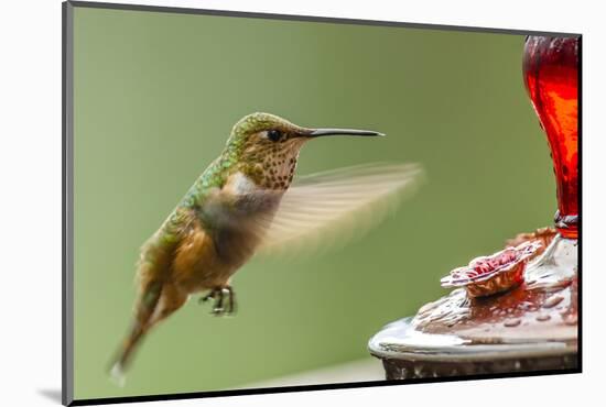 North Fork Flathead River. Calliope Hummingbird in Hover-Michael Qualls-Mounted Photographic Print