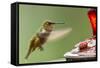 North Fork Flathead River. Calliope Hummingbird in Hover-Michael Qualls-Framed Stretched Canvas