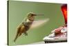 North Fork Flathead River. Calliope Hummingbird in Hover-Michael Qualls-Stretched Canvas