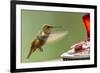 North Fork Flathead River. Calliope Hummingbird in Hover-Michael Qualls-Framed Photographic Print