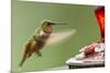 North Fork Flathead River. Calliope Hummingbird in Hover-Michael Qualls-Mounted Photographic Print