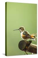 North Fork Flathead River. Calliope Hummingbird Perched-Michael Qualls-Stretched Canvas