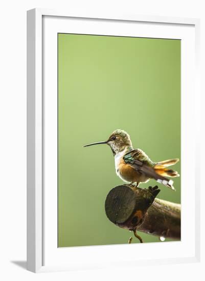 North Fork Flathead River. Calliope Hummingbird Perched-Michael Qualls-Framed Photographic Print