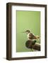 North Fork Flathead River. Calliope Hummingbird Perched-Michael Qualls-Framed Photographic Print