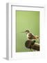 North Fork Flathead River. Calliope Hummingbird Perched-Michael Qualls-Framed Photographic Print