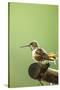 North Fork Flathead River. Calliope Hummingbird Perched-Michael Qualls-Stretched Canvas