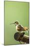 North Fork Flathead River. Calliope Hummingbird Perched-Michael Qualls-Mounted Photographic Print