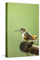 North Fork Flathead River. Calliope Hummingbird Perched-Michael Qualls-Stretched Canvas