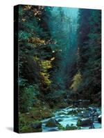 North Fork of Santiam River, Central Oregon Cascades, USA-Janis Miglavs-Stretched Canvas