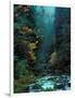 North Fork of Santiam River, Central Oregon Cascades, USA-Janis Miglavs-Framed Photographic Print