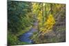 North Fork Silver Creek, Silver Falls State Park, Oregon, USA-Jamie & Judy Wild-Mounted Photographic Print