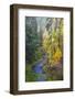 North Fork Silver Creek, Silver Falls State Park, Oregon, USA-Jamie & Judy Wild-Framed Photographic Print