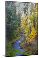 North Fork Silver Creek, Silver Falls State Park, Oregon, USA-Jamie & Judy Wild-Mounted Photographic Print