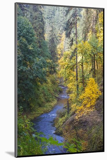 North Fork Silver Creek, Silver Falls State Park, Oregon, USA-Jamie & Judy Wild-Mounted Photographic Print