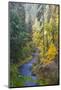 North Fork Silver Creek, Silver Falls State Park, Oregon, USA-Jamie & Judy Wild-Mounted Photographic Print