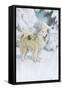 North Greenland Eskimo Dog-null-Framed Stretched Canvas