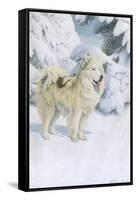 North Greenland Eskimo Dog-null-Framed Stretched Canvas