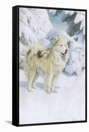 North Greenland Eskimo Dog-null-Framed Stretched Canvas