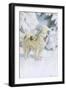 North Greenland Eskimo Dog-null-Framed Art Print