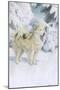 North Greenland Eskimo Dog-null-Mounted Art Print