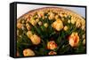 North Holland, Netherlands, Springtime Tulips Fields in Orange Tones-Darrell Gulin-Framed Stretched Canvas