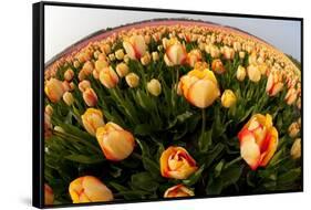 North Holland, Netherlands, Springtime Tulips Fields in Orange Tones-Darrell Gulin-Framed Stretched Canvas