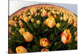 North Holland, Netherlands, Springtime Tulips Fields in Orange Tones-Darrell Gulin-Stretched Canvas