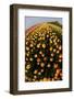 North Holland, Netherlands, Springtime Tulips Fields in Orange Tones-Darrell Gulin-Framed Photographic Print