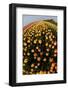 North Holland, Netherlands, Springtime Tulips Fields in Orange Tones-Darrell Gulin-Framed Photographic Print