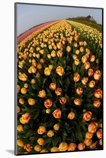 North Holland, Netherlands, Springtime Tulips Fields in Orange Tones-Darrell Gulin-Mounted Photographic Print