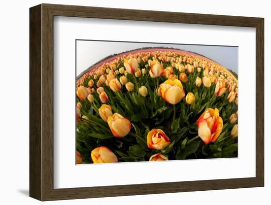 North Holland, Netherlands, Springtime Tulips Fields in Orange Tones-Darrell Gulin-Framed Photographic Print