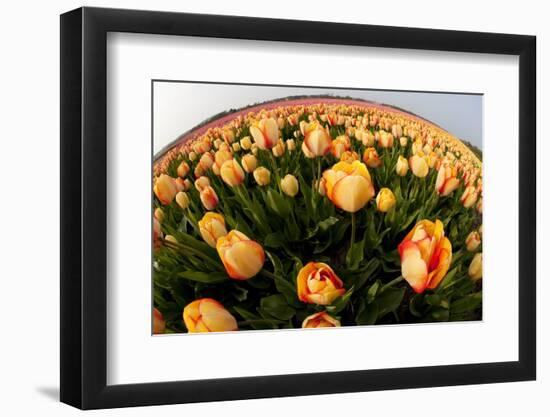 North Holland, Netherlands, Springtime Tulips Fields in Orange Tones-Darrell Gulin-Framed Photographic Print