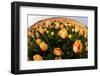 North Holland, Netherlands, Springtime Tulips Fields in Orange Tones-Darrell Gulin-Framed Photographic Print