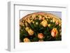 North Holland, Netherlands, Springtime Tulips Fields in Orange Tones-Darrell Gulin-Framed Photographic Print