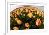 North Holland, Netherlands, Springtime Tulips Fields in Orange Tones-Darrell Gulin-Framed Photographic Print