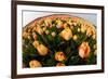 North Holland, Netherlands, Springtime Tulips Fields in Orange Tones-Darrell Gulin-Framed Photographic Print