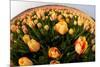 North Holland, Netherlands, Springtime Tulips Fields in Orange Tones-Darrell Gulin-Mounted Photographic Print