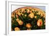 North Holland, Netherlands, Springtime Tulips Fields in Orange Tones-Darrell Gulin-Framed Photographic Print