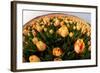 North Holland, Netherlands, Springtime Tulips Fields in Orange Tones-Darrell Gulin-Framed Photographic Print