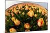 North Holland, Netherlands, Springtime Tulips Fields in Orange Tones-Darrell Gulin-Mounted Photographic Print