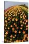 North Holland, Netherlands, Springtime Tulips Fields in Orange Tones-Darrell Gulin-Stretched Canvas