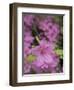 North Kingstown, Rhode Island. Azaleas-David H. Wells-Framed Photographic Print