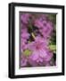 North Kingstown, Rhode Island. Azaleas-David H. Wells-Framed Photographic Print